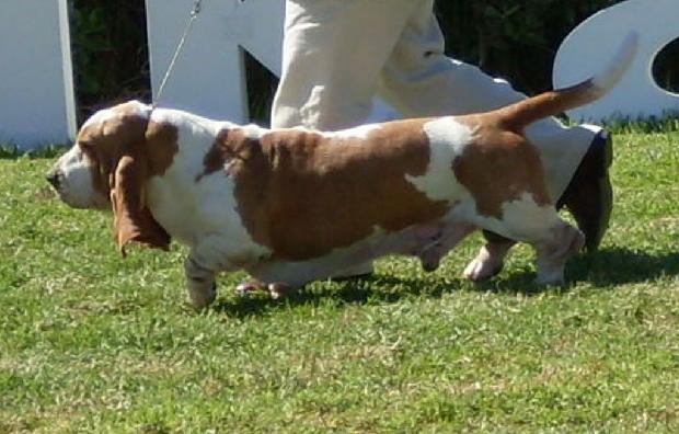 Basset Hound