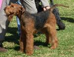 Airedale Terrier