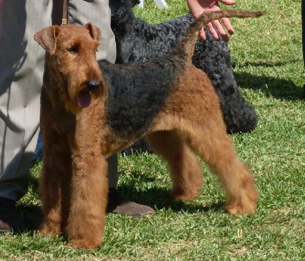 Airedale Terrier