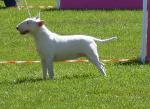 Cães