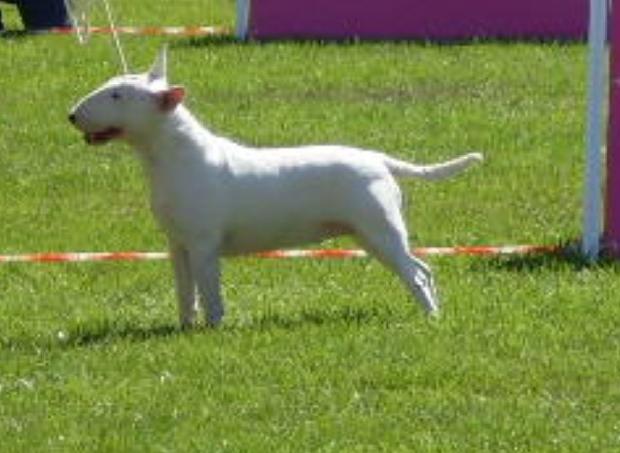 Bull Terrier