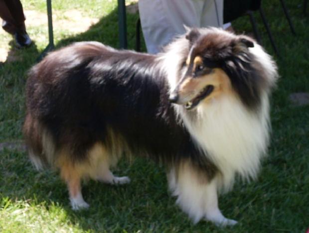 Rough Collie