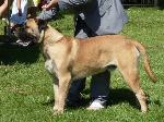 Cães