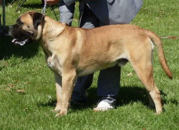 Bullmastiff