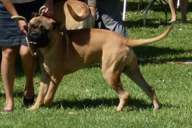 Bullmastiff