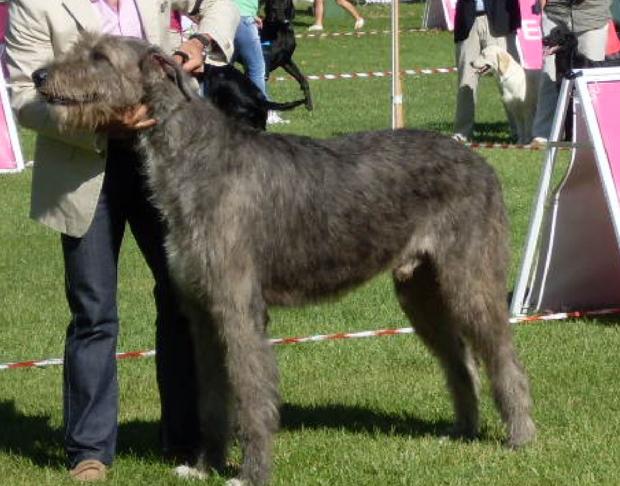 Irish Wolfhound