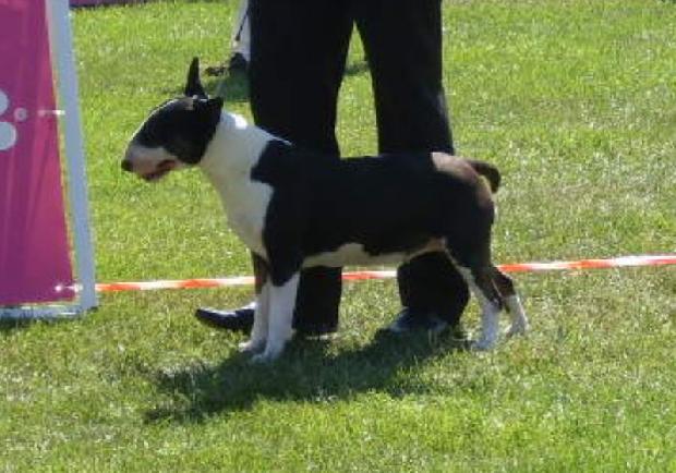 Bull Terrier