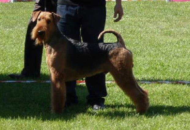 Airedale Terrier