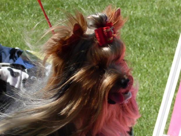Yorkshire Terrier