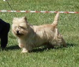 Cairn Terrier