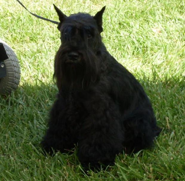 Scottish Terrier