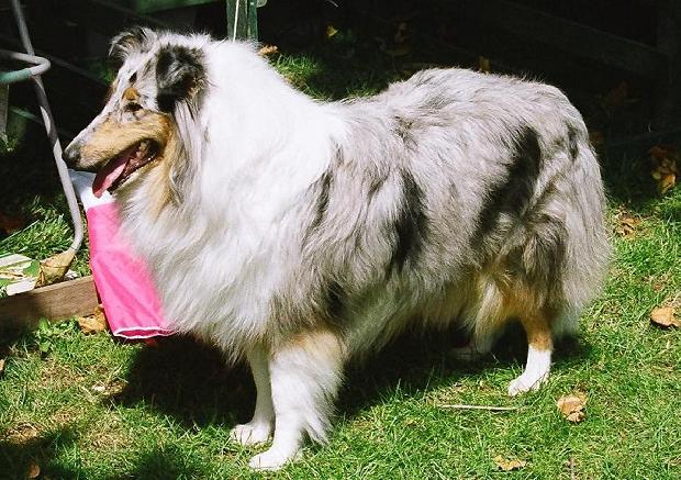 Rough Collie