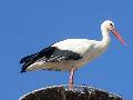 Cegonha