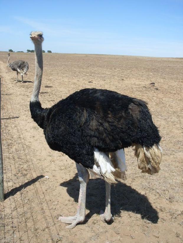 Avestruz