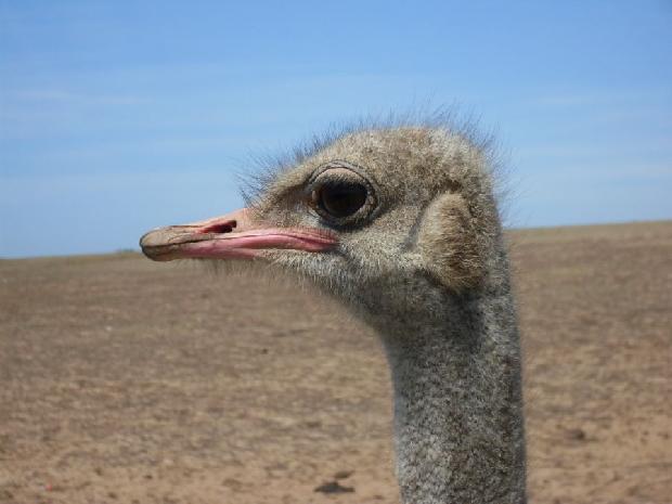 Avestruz