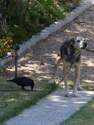 O corvo e o cão