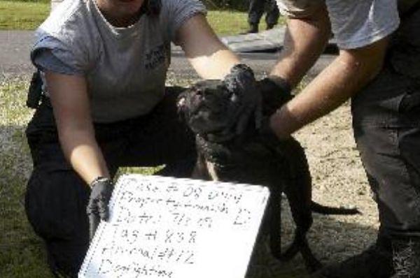 Resgate de cão de luta