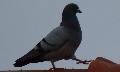 Pombo