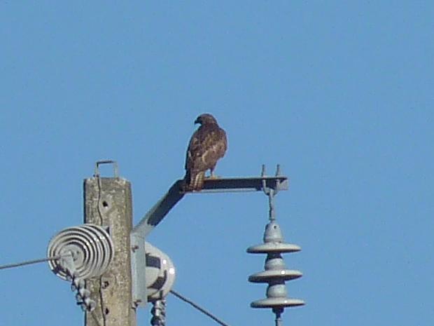 Águia-d’asa-redonda