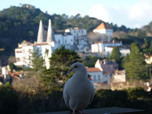Pombo - Sintra