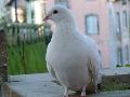 Pombo