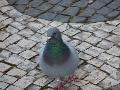 Pombo