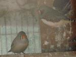Aves