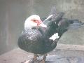 Pato-mudo