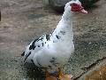Pato-mudo