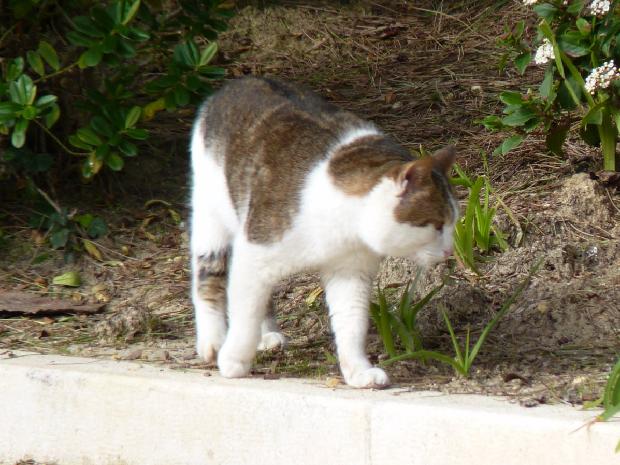 Gato