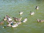 Aves