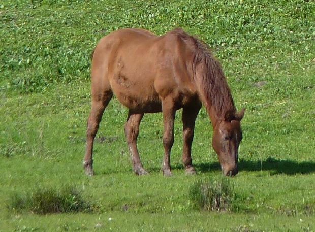 Cavalo