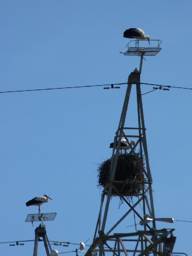 Ninhos de cegonha em poste
