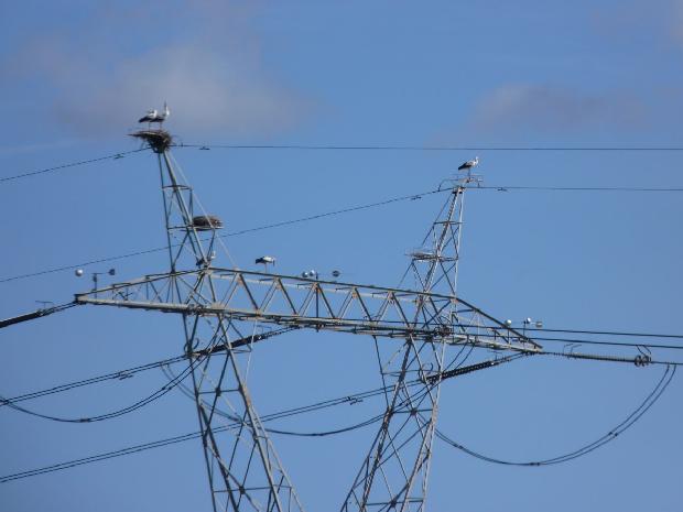 Ninhos de cegonha em poste