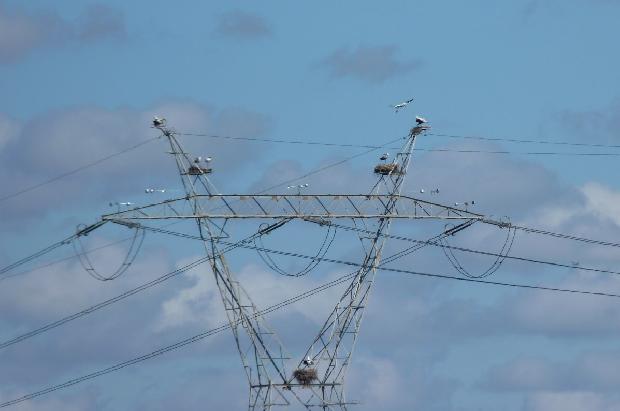 Ninhos de cegonha em poste