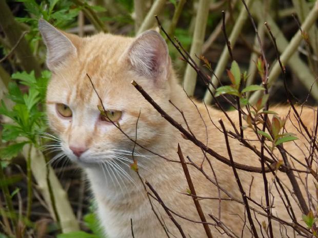 Gato