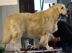 Cães