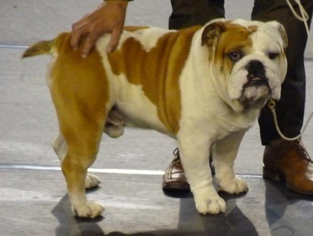 Bulldog Inglês