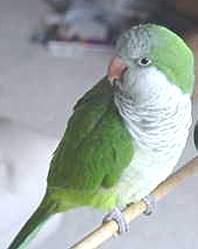 Periquito quaker