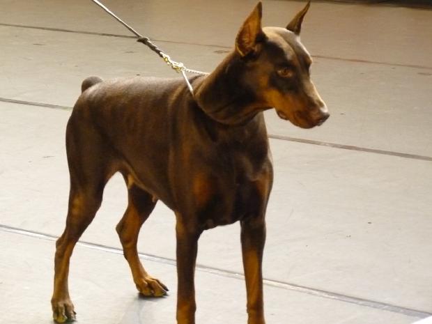 Dobermann