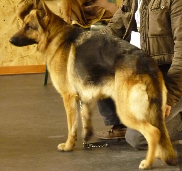 Cão de Pastor Alemão