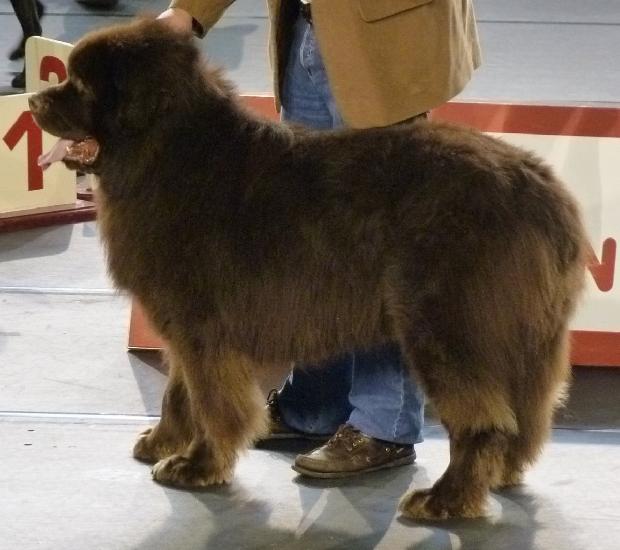 Cão da Terra Nova