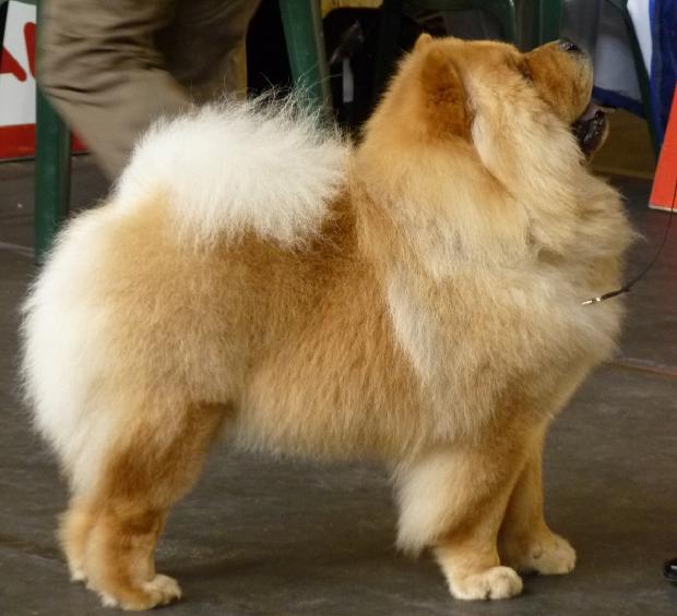Chow Chow