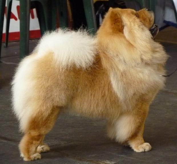Chow Chow