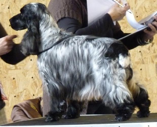 Cocker Spaniel Inglês