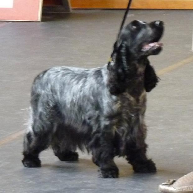 Cocker Spaniel Inglês