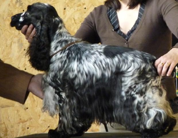 Cocker Spaniel Inglês