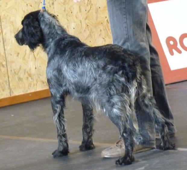 Epagneul Bleu de Picardie