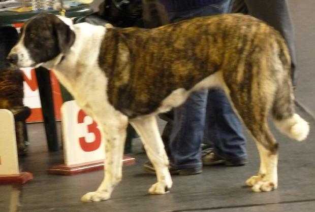 Cão de Gado Transmontano