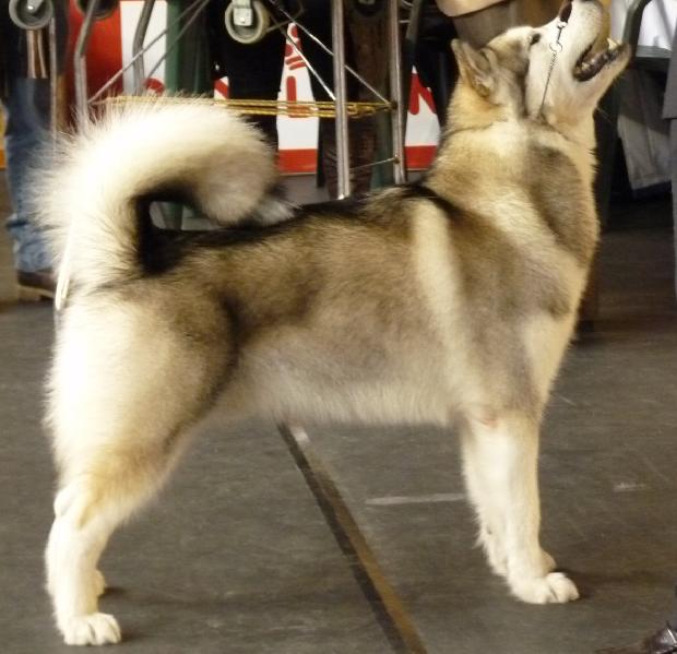 Alaskan Malamute